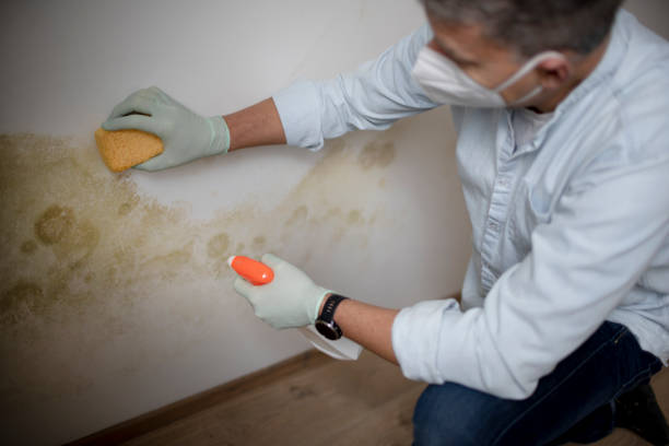 Best Mold removal after water damage  in USA